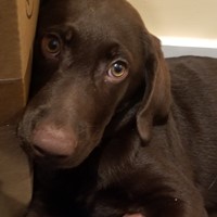 Lost Pet Image