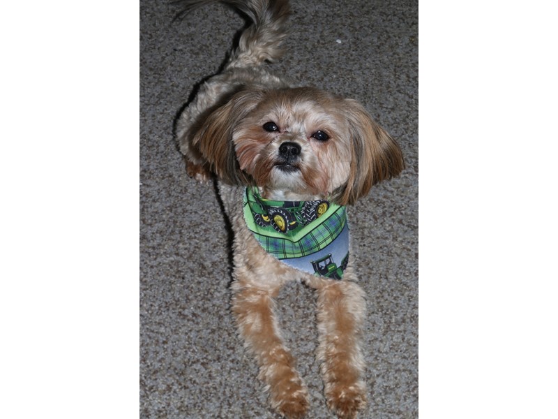 Pet Photo