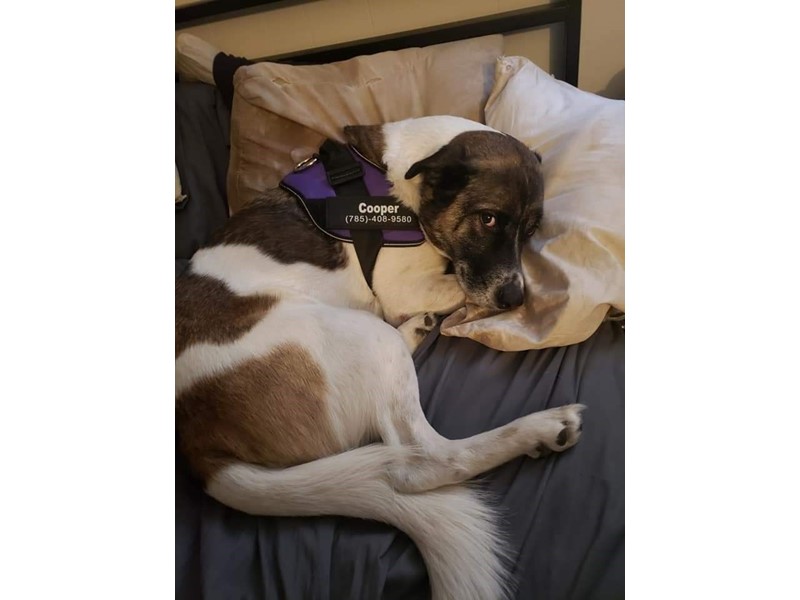Pet Photo