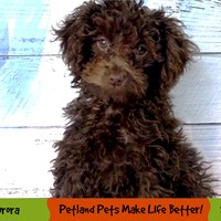 Lost Pet Image