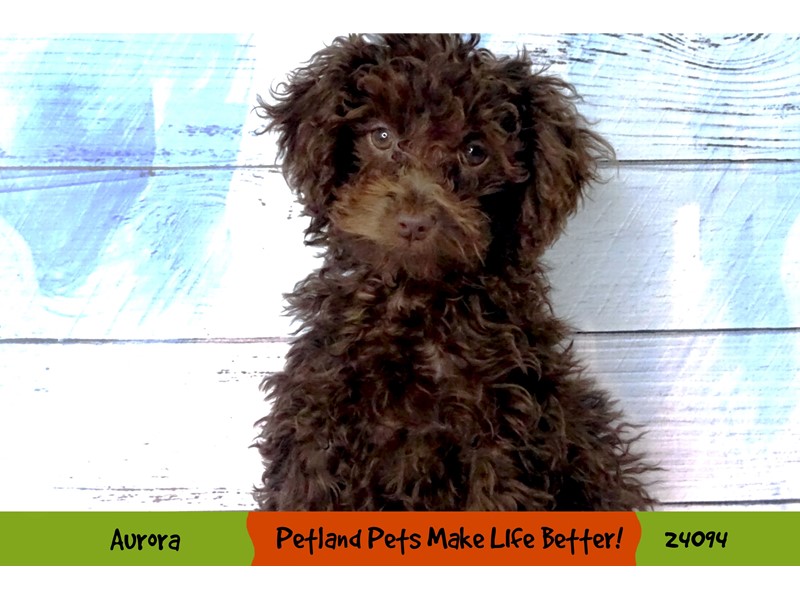 Pet Photo