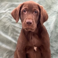 Lost Pet Image