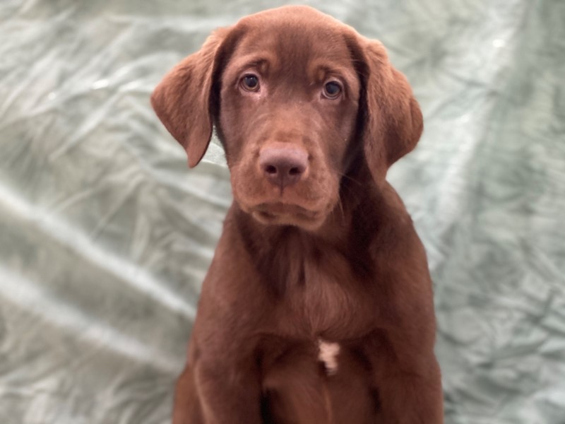 Pet Photo