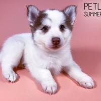 Lost Pet Image
