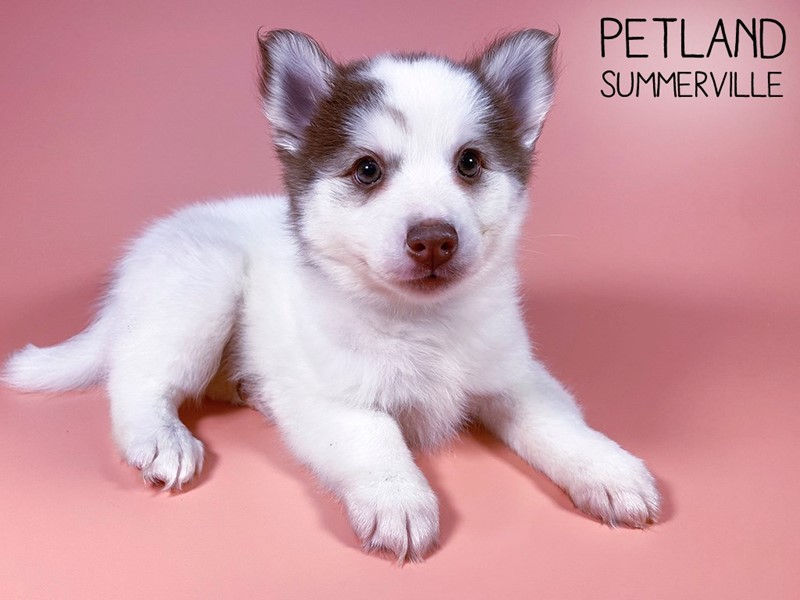 Pet Photo