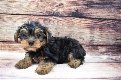 Pet Photo