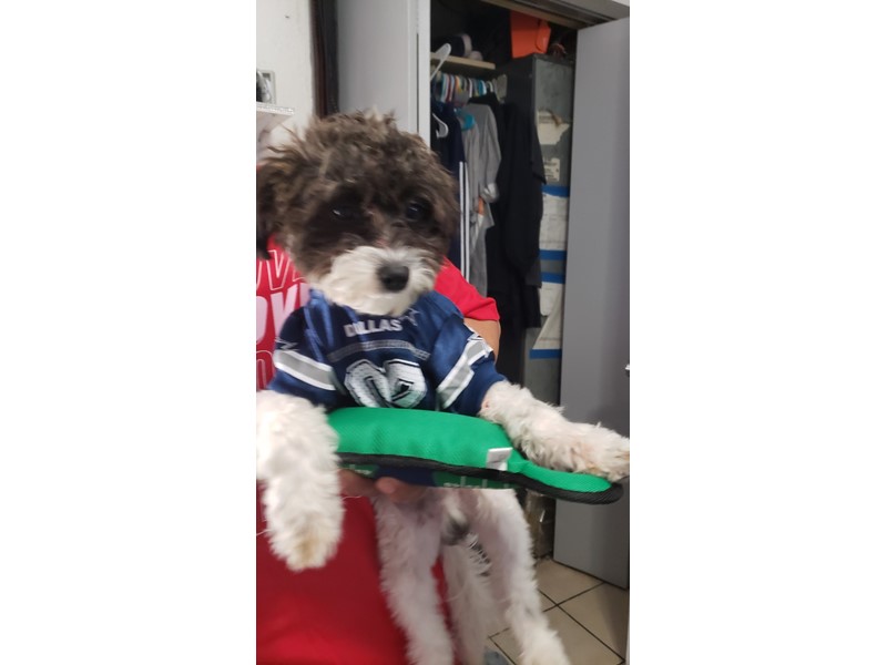 Pet Photo
