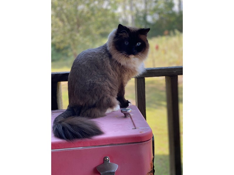 Pet Photo