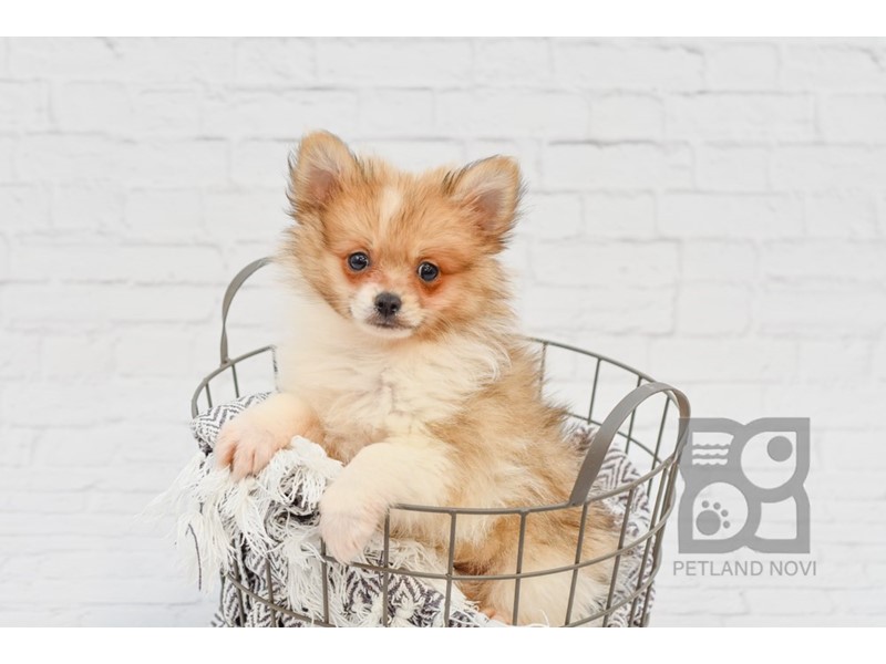 Pet Photo