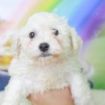 Sky, Bichon Frise, lost pet near Buckeye, AZ