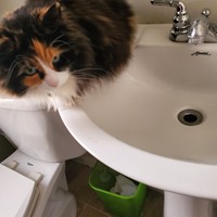 Lost Pet Image