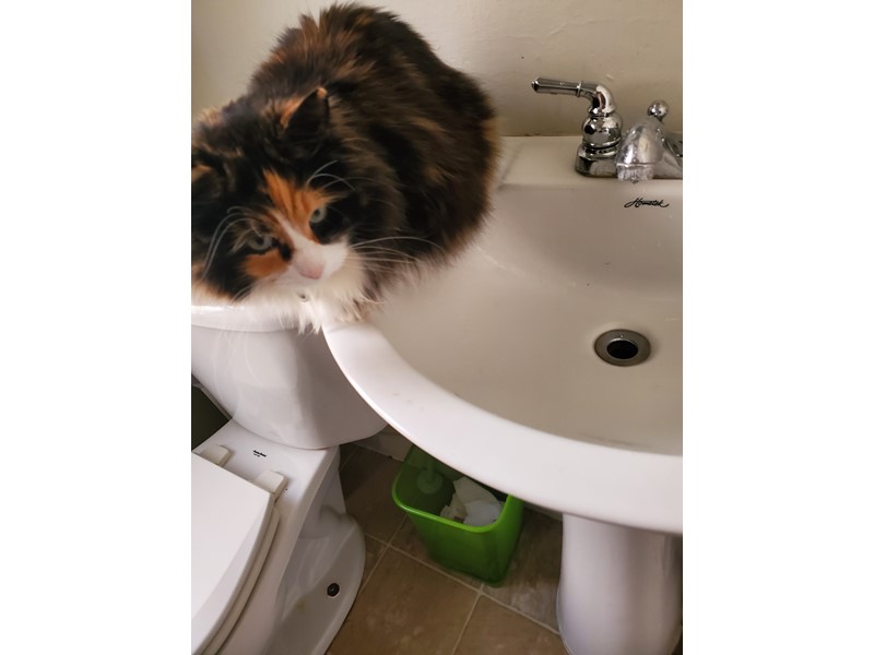 Pet Photo