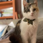 Miu, American Shorthair, lost pet near Fremont, CA