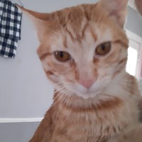 Lost Pet Image