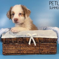 Lost Pet Image