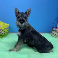 Lost Pet Image