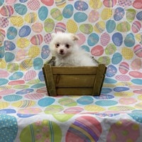Lost Pet Image