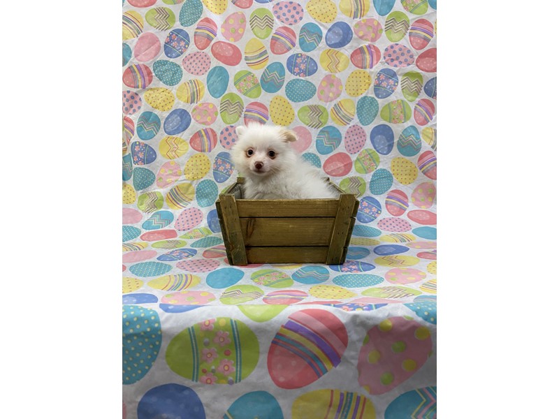 Pet Photo