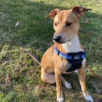 Lost Pet Image