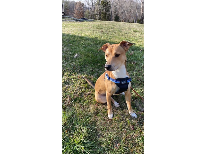 Pet Photo