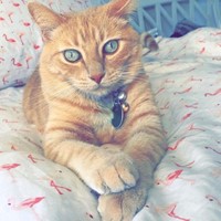 Lost Pet Image