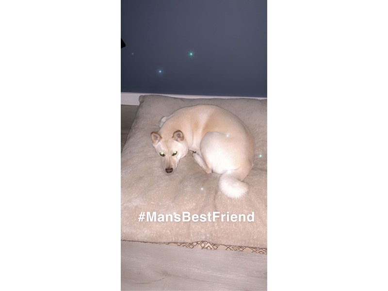 Pet Photo