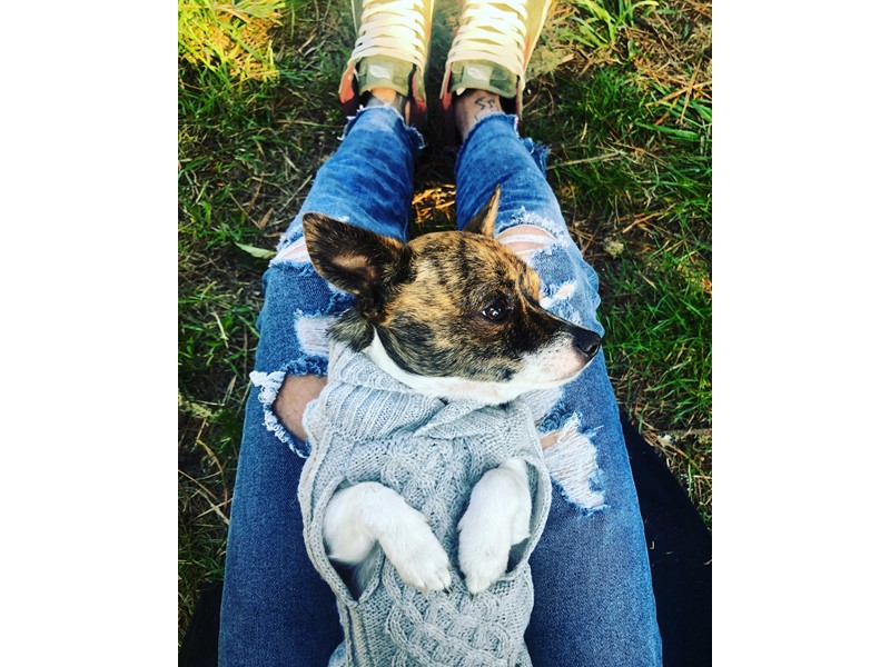 Pet Photo