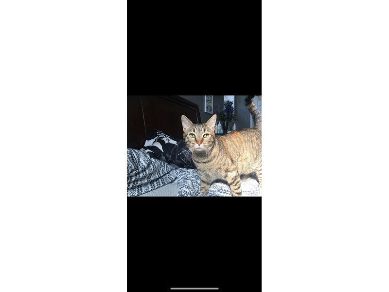 Pet Photo