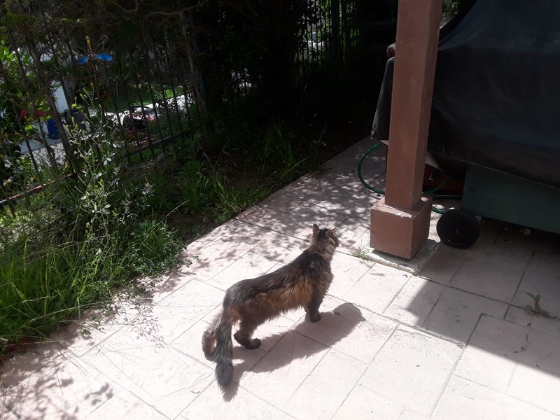 Pet Photo