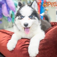 Lost Pet Image