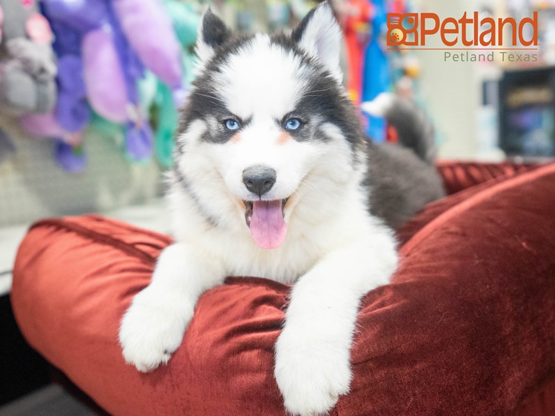 Pet Photo