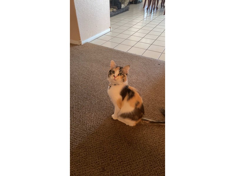 Pet Photo