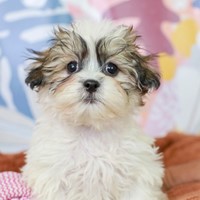 Lost Pet Image