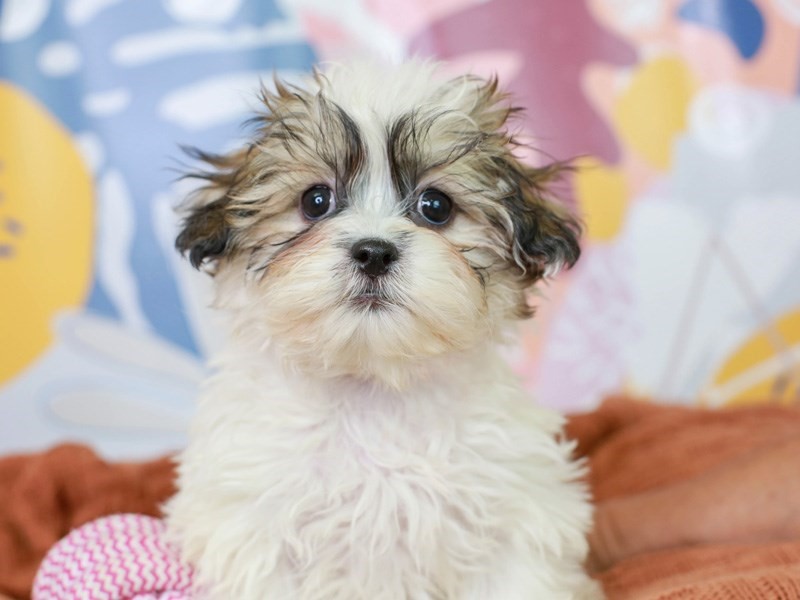 Pet Photo