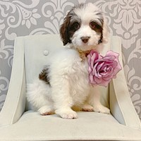 Lost Pet Image