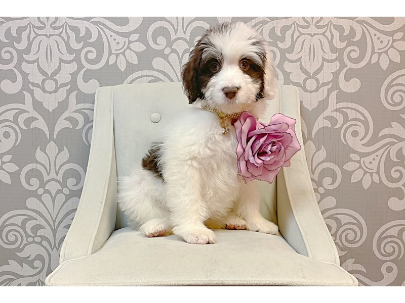 Pet Photo