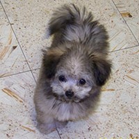 Lost Pet Image