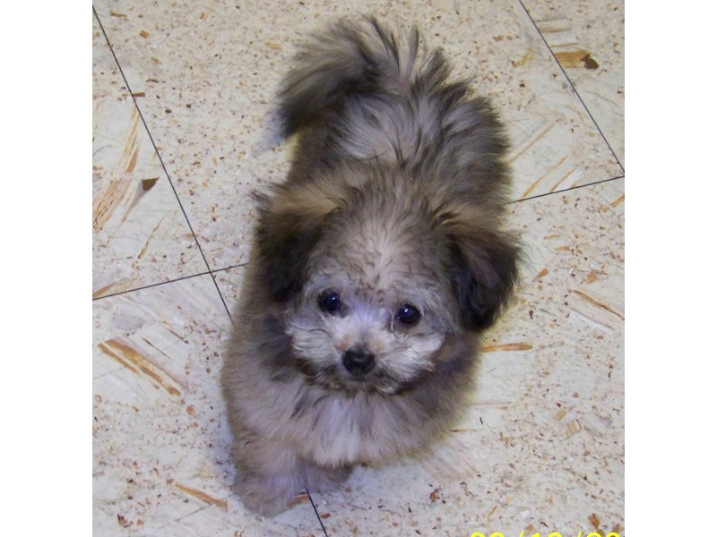 Pet Photo
