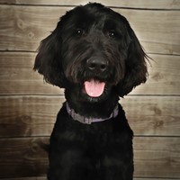 Lost Pet Image