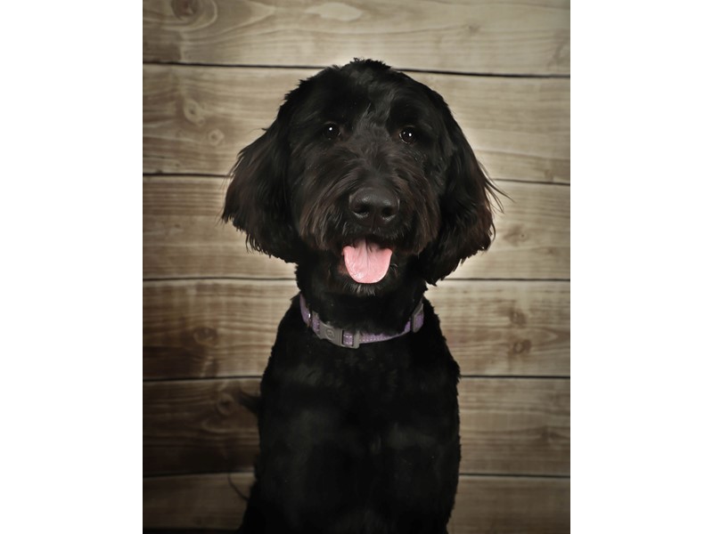 Pet Photo