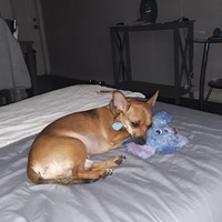 Lost Pet Image