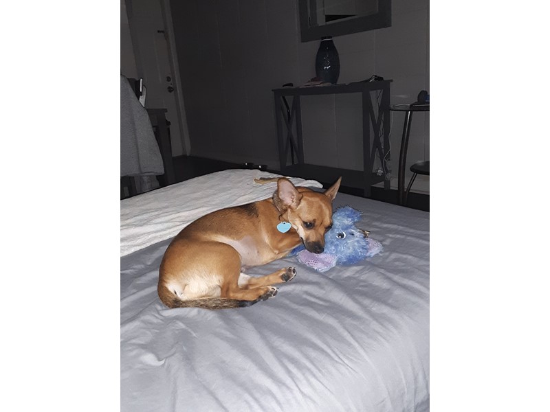 Pet Photo