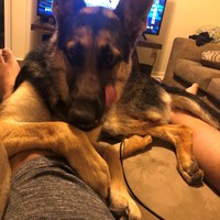 Lost Pet Image