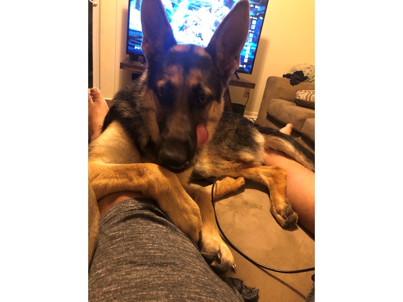 Pet Photo