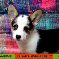 Lost Pet Image
