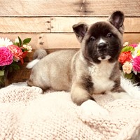 Lost Pet Image