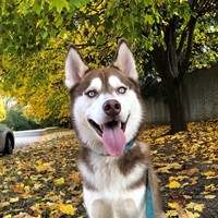 Lost Pet Image