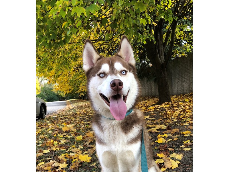 Pet Photo