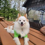 Rockie, Pomeranian, lost pet near Red Hook, NY