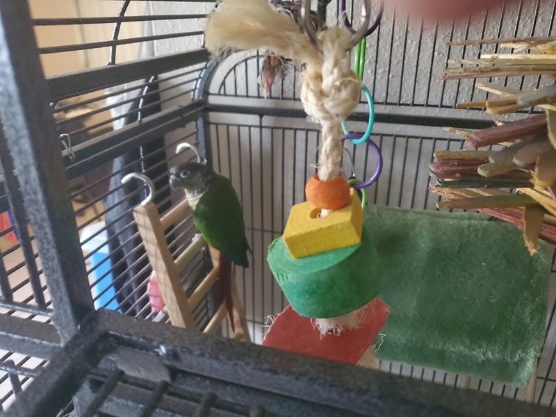 Pet Photo